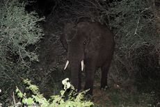 Afrikanischer Elefant (15 von 131).jpg
